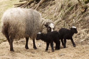 Mom Mentoring Baby Sheep by Jennie Adams