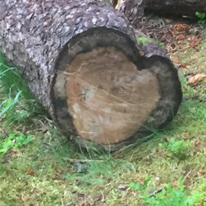 Heart Shaped Tree Trunk Photo by Jennie Adams