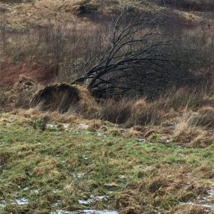 Abandoned tree by Jennie Adams